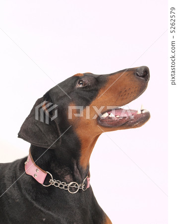 笑的杜賓犬 5262579