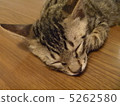 一隻小貓 5262580