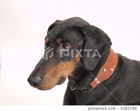  Doberman 5262590