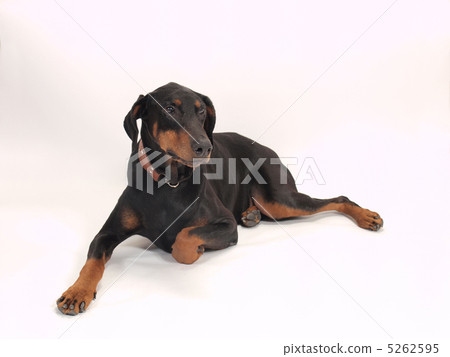 坐著杜賓犬 5262595