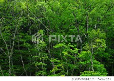 Fresh green Fresh green 5262637