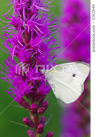 Realism and monstrochia 5262640