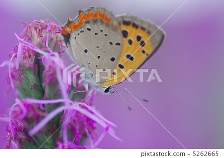 Rhododendrons and Riotris 5262665