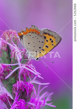 杜鵑花和Riotris 5262666