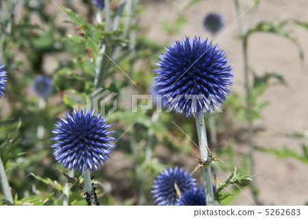 Ruritamarasami 5262683