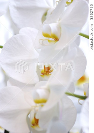 Background material · Clean flowers Back · Morning glory upright position up 5262756