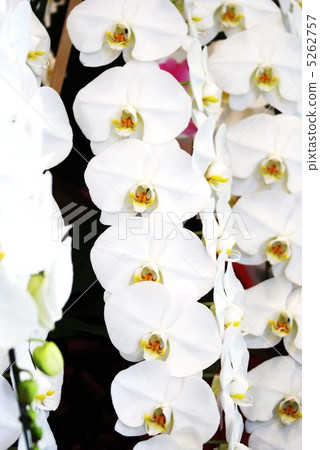 背景材料·清潔花背·蝴蝶蘭黑背垂直位置 5262757