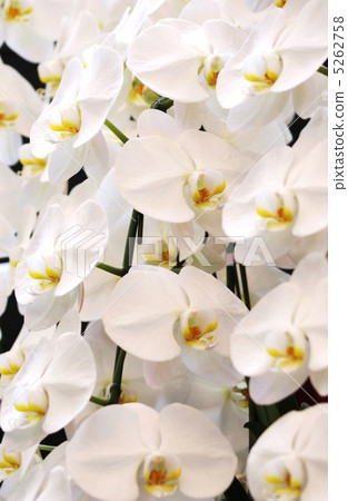 背景材料·清新的花背·蝴蝶蘭的垂直位置 背景材料·清新的花背·蝴蝶蘭的垂直位置 5262758