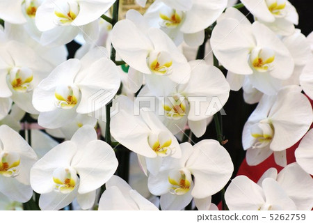 Background material · Clean flowers Back · Moth Orchid Horizontal Position Background material · Clean flowers Back · Moth Orchid Horizontal Position 5262759