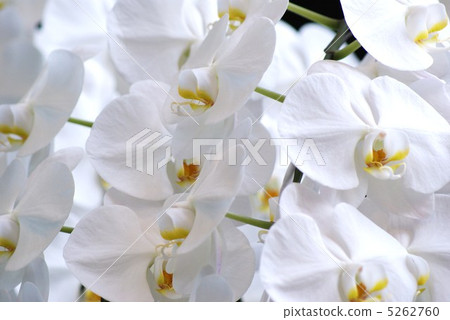 Background material · Refreshing flowers Back · Morning glory up sideways up Background material · Refreshing flowers Back · Morning glory up sideways up 5262760