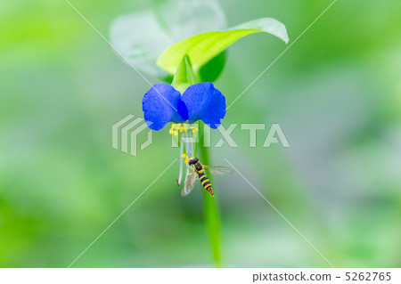 鴨蹠草 鴨蹠草 5262765