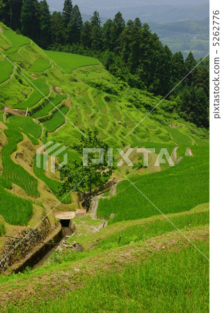 在Izumiya的梯田在夏天您能從上面看 5262776