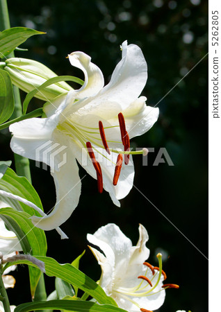 Casablanca is big and respectable. Casablanca is big and respectable. 5262805