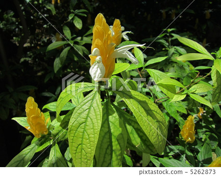 在Pakistas Rutea旁邊 5262873