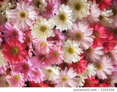 一側非洲菊柔和的顏色粉紅色白色 5262936