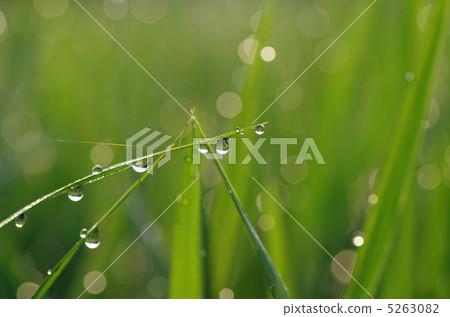 Rice's dew Rice's dew 5263082
