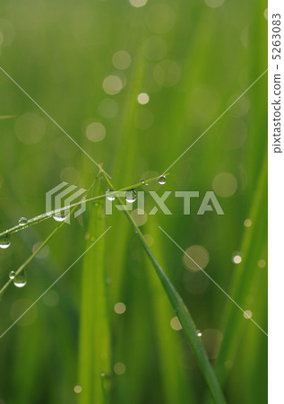 米的露水 米的露水 5263083