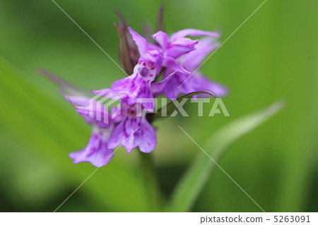 Hakusanchidori of Mt. Hayatekei Hakusanchidori of Mt. Hayatekei 5263091