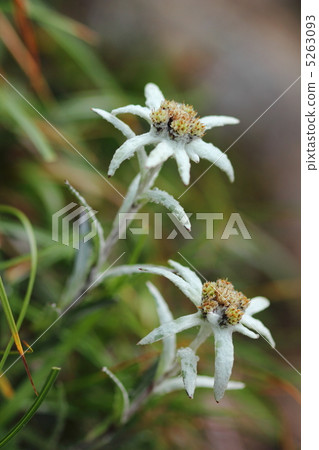 Haya Chinensis 5263093