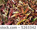 Fallen leaves  5263342