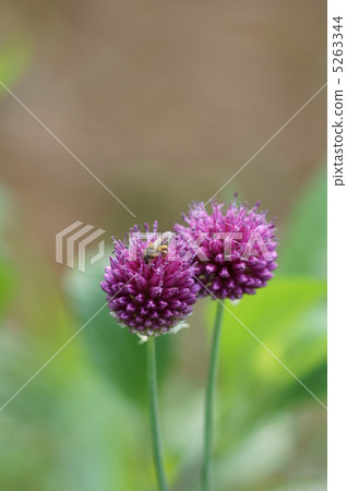 花蜂和蔥屬藤莖 花蜂和蔥屬藤莖 5263344