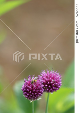 花蜂和蔥屬藤莖 花蜂和蔥屬藤莖 5263345