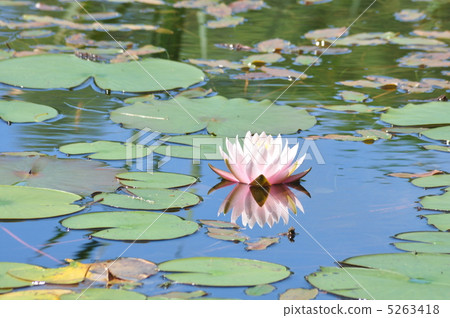 Pink lotus 5263418