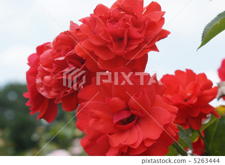 Rose flower variety name Transantator 5263444