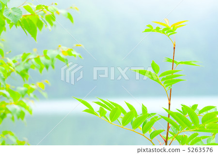 新鮮的綠色湖畔 新鮮的綠色湖畔 5263576