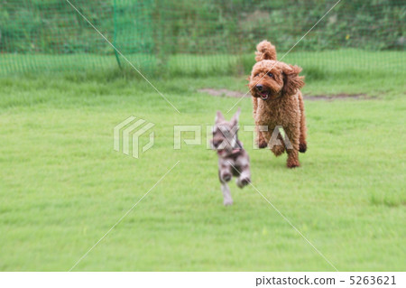 貴賓犬·Kokume 貴賓犬·Kokume 5263621