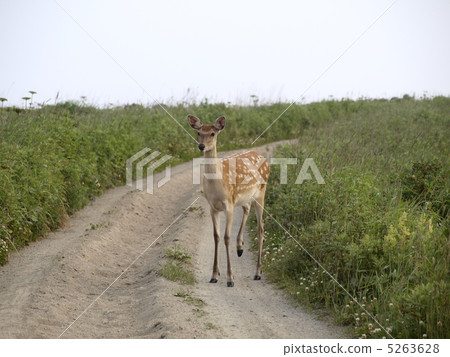 在Noshi半島的Ezoshika 5263628