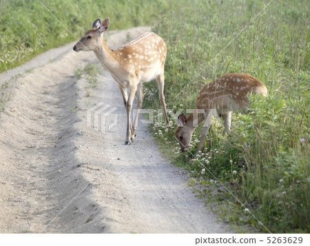 Noshi半島的Ezoshika（父母和孩子） 5263629