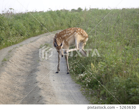 Noshi半島的Ezoshika（父鹿） 5263630