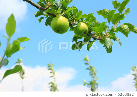 Green apple Green apple 5263822