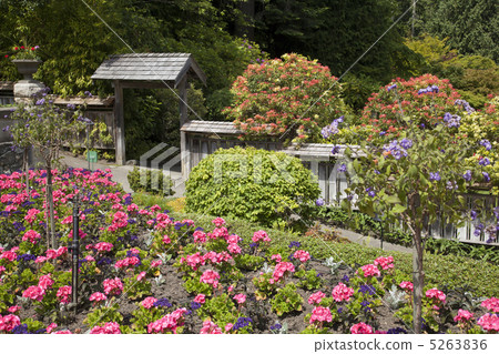 維多利亞Butchartart花園 5263836