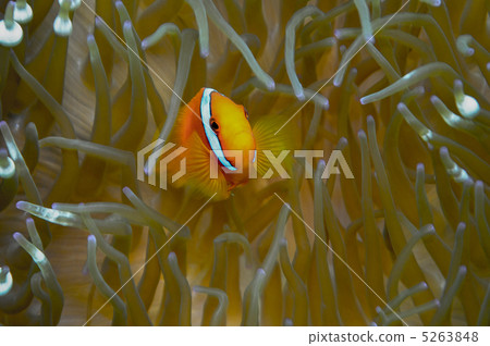 Hamakumanomi 5263848