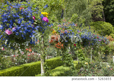 維多利亞Butchartart花園 5263855