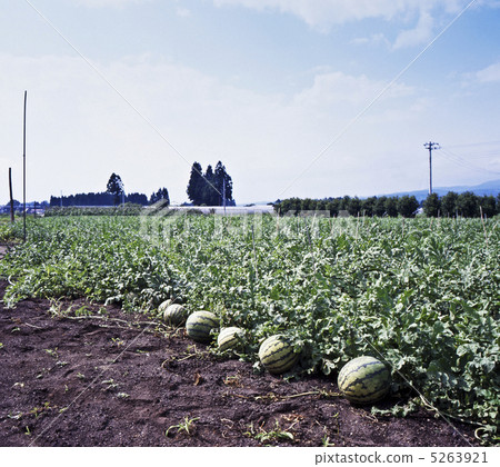 Watermelon field 5263921