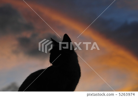 silhouette, siloette, a cat 5263974