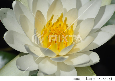 浪端的白色泡沫蓮花 浪端的白色泡沫蓮花 5264051