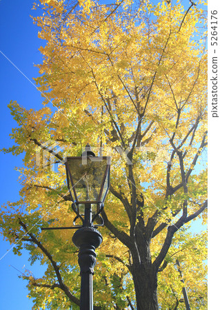 銀杏 銀杏 5264176