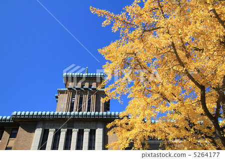 神奈川縣政府和銀杏 5264177