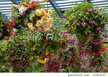 維多利亞Butchartart花園 5264243