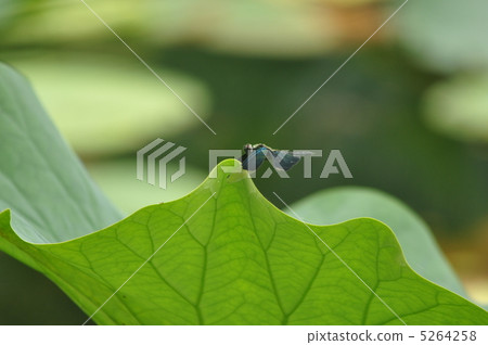 蝴蝶蜻蜓 蝴蝶蜻蜓 5264258
