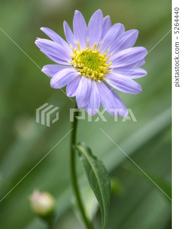 Miyako Wasure (Purple) Miyako Wasure (Purple) 5264440