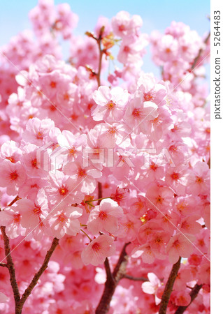 Sunshine cherry blossoms 5264483