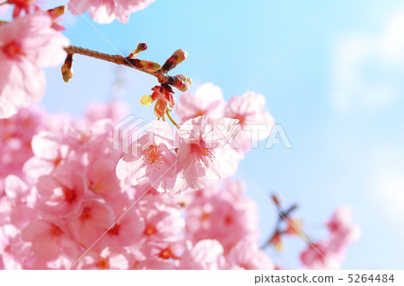 Sunshine cherry blossoms 5264484