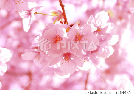 陽光櫻花 5264485