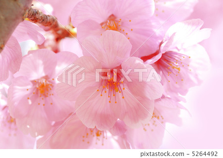 Sunshine cherry blossoms 5264492