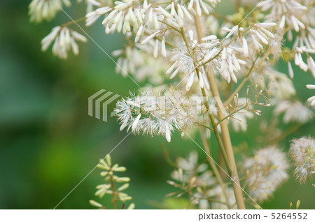 Takesakusibi In weeds in Japan, for watching in Europe and America · · · 5264552